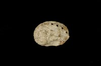 藏品(瘤鮑螺)的圖片